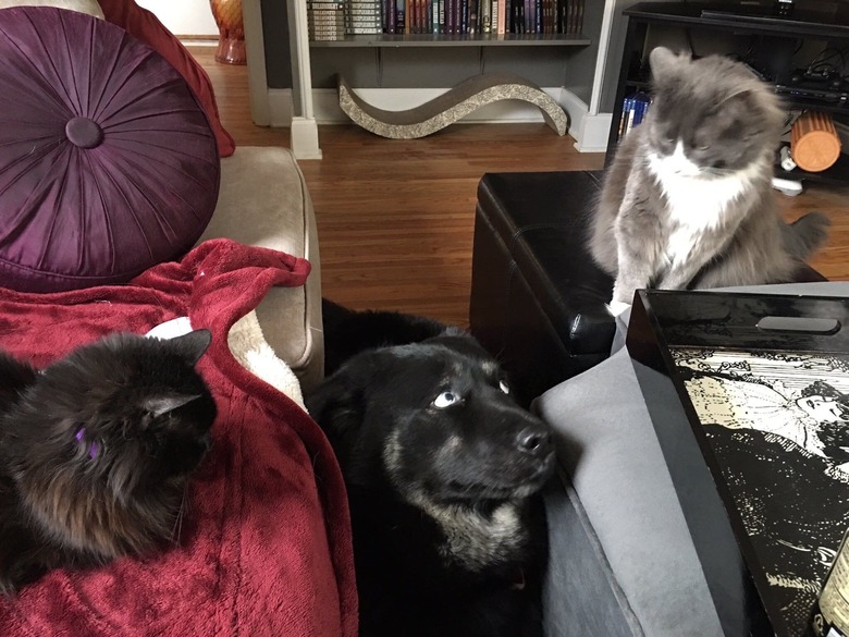 Dog standing between two cats looks concerned.