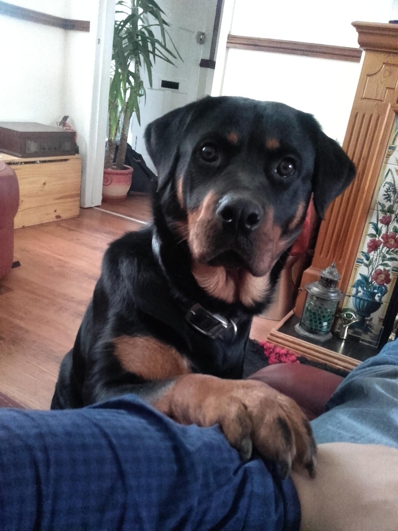 Concerned looking Rottweiler places paw on arm of photographer.