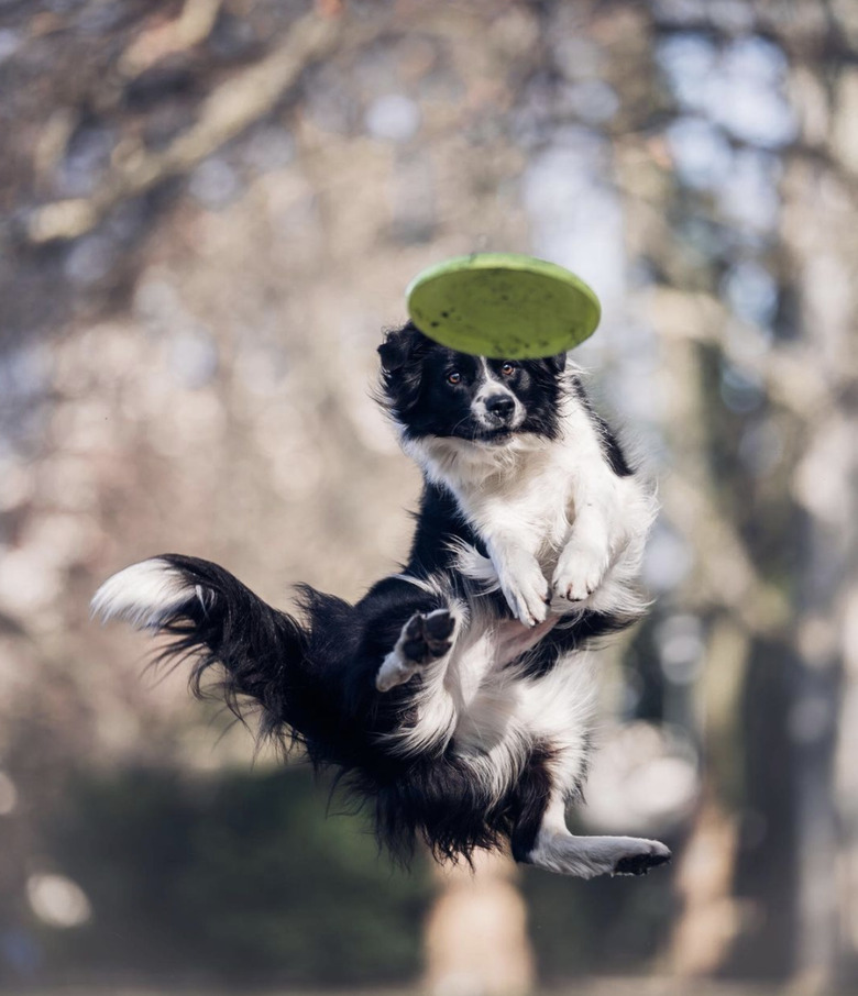 dog jumping for frisbee.