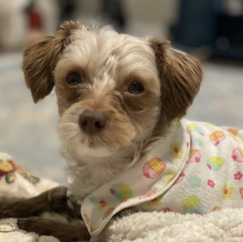 dog in cupcake pajamas.