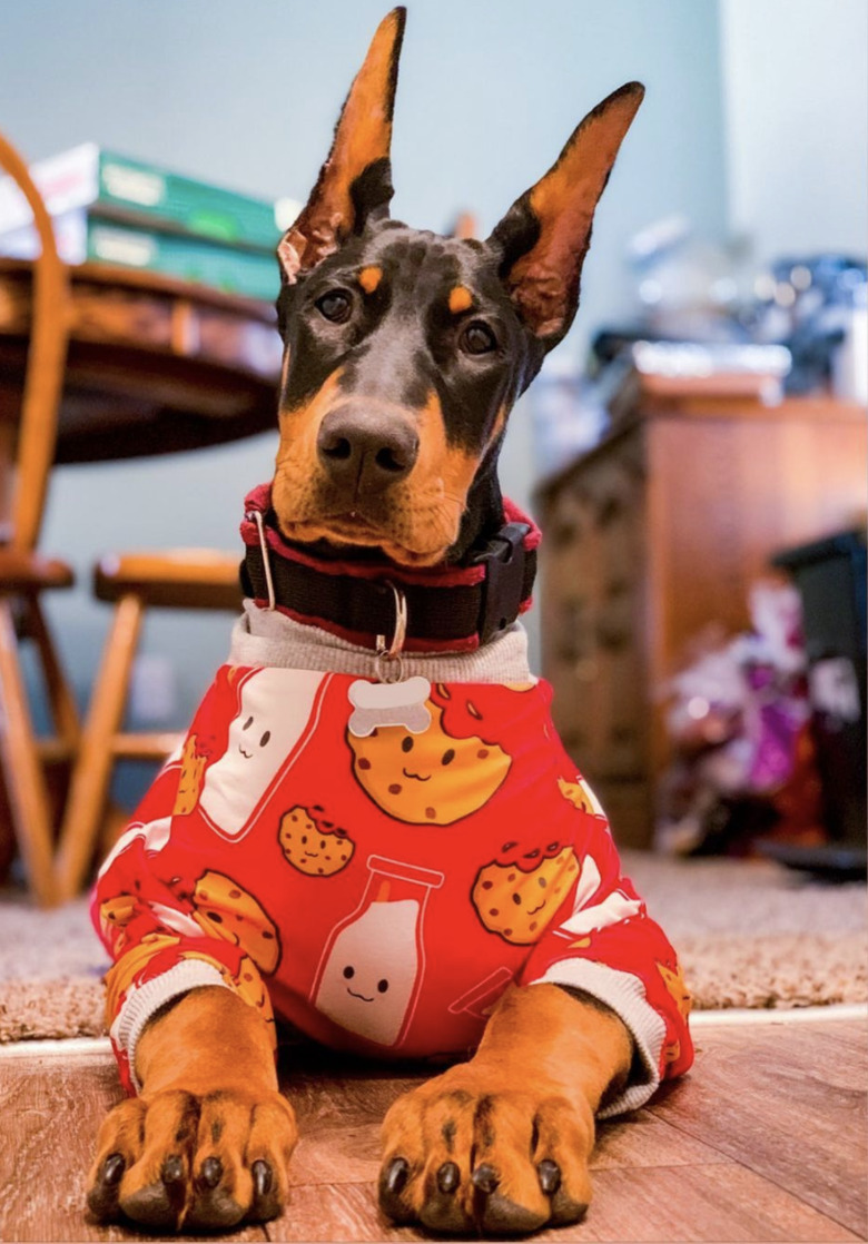 dog in cookie pajamas.