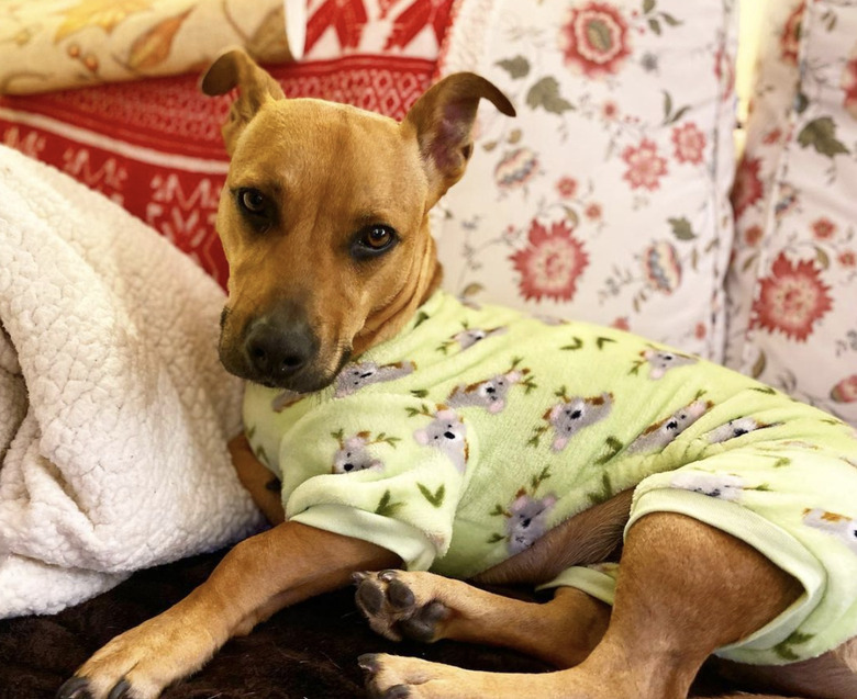 dog in koala pajamas.