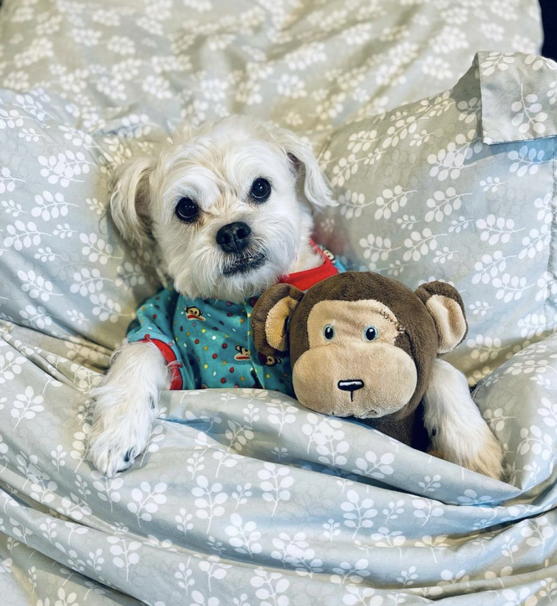 dog tucked into bed.