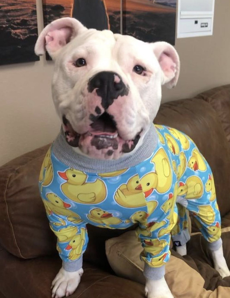 dog in duck pajamas.