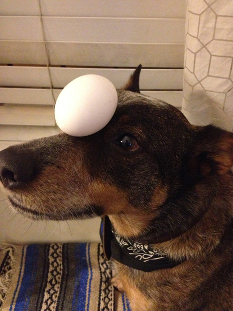 An Australian cattle dog sits on a patterned rug. The dog is balancing an egg on their forehead.