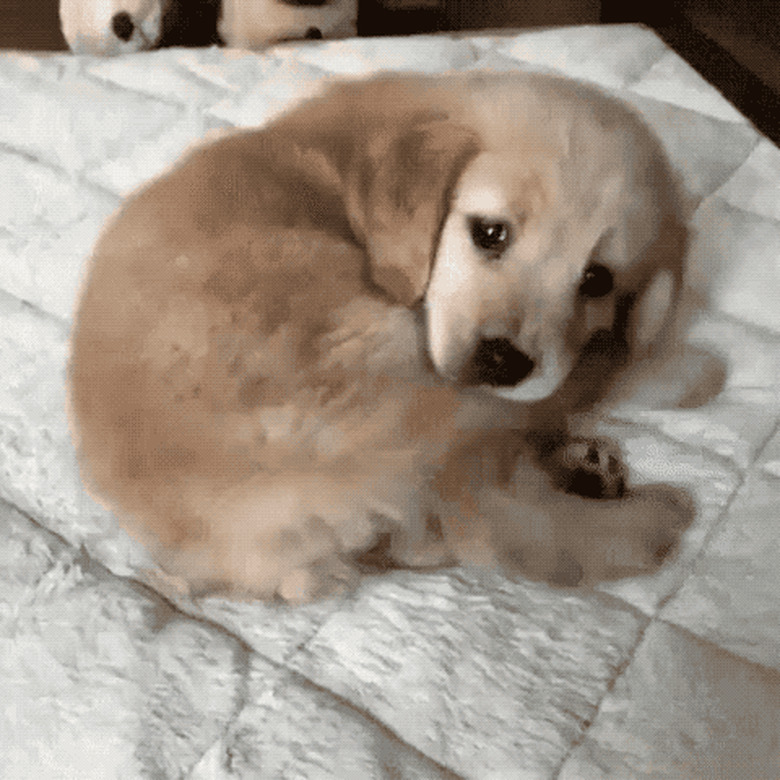 puppy tugs on tail