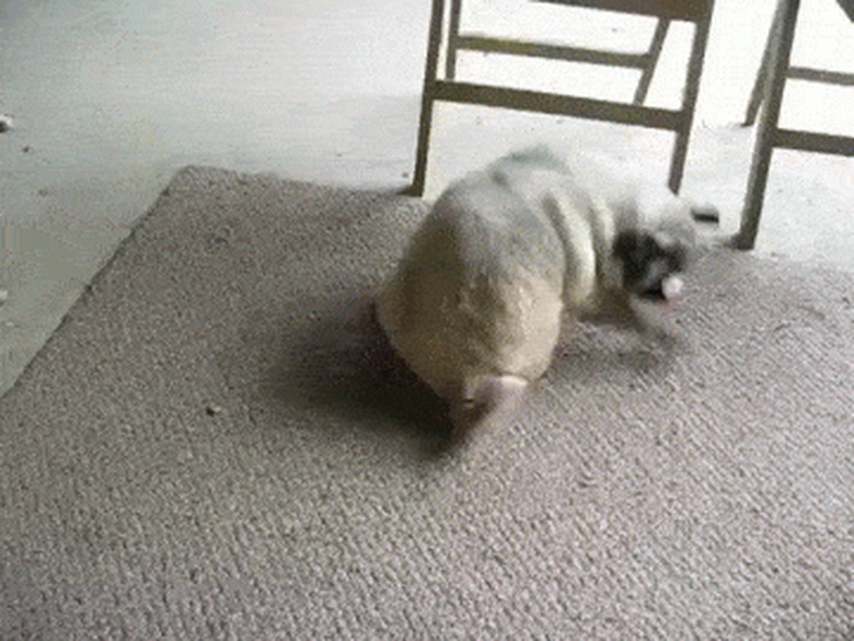 pug dog chases tail