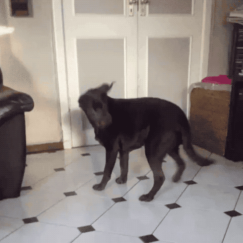 dog chases tail