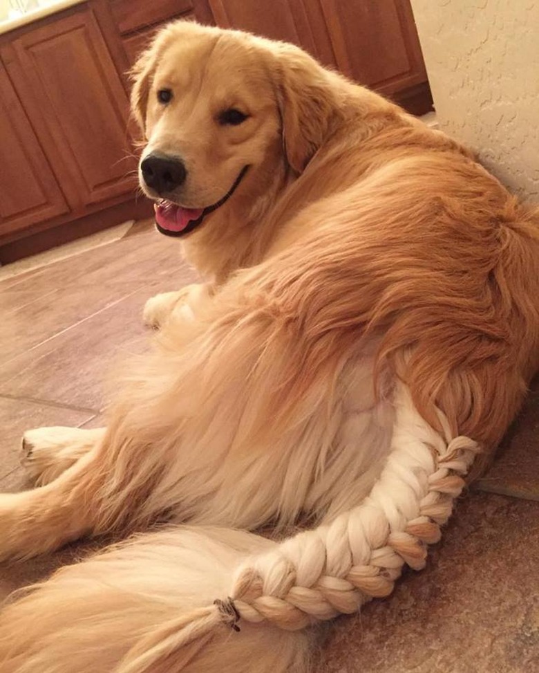 Dog with tail in French braid.