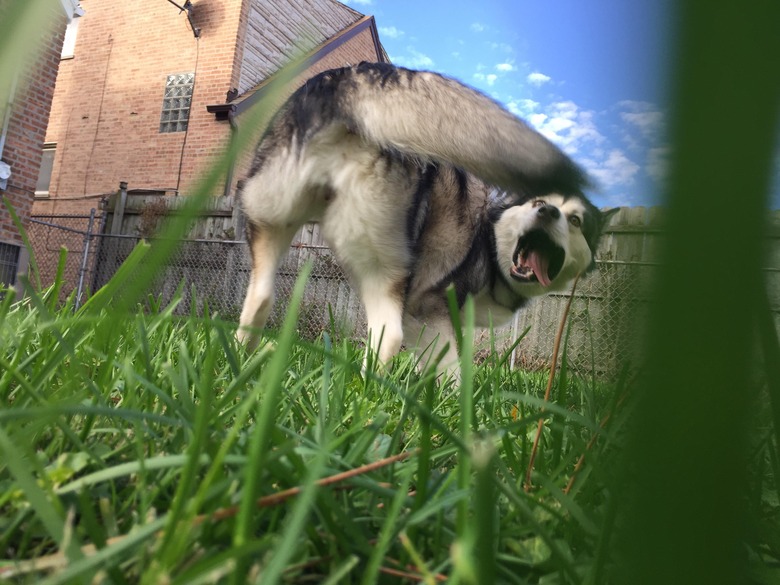 Dog looking at tail with excitement.