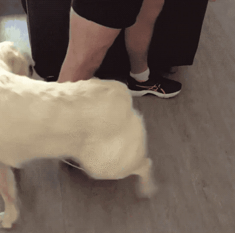 dog chases tail around man's leg