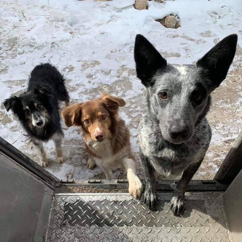 Three dogs waiting on the steps of a UPS truck.