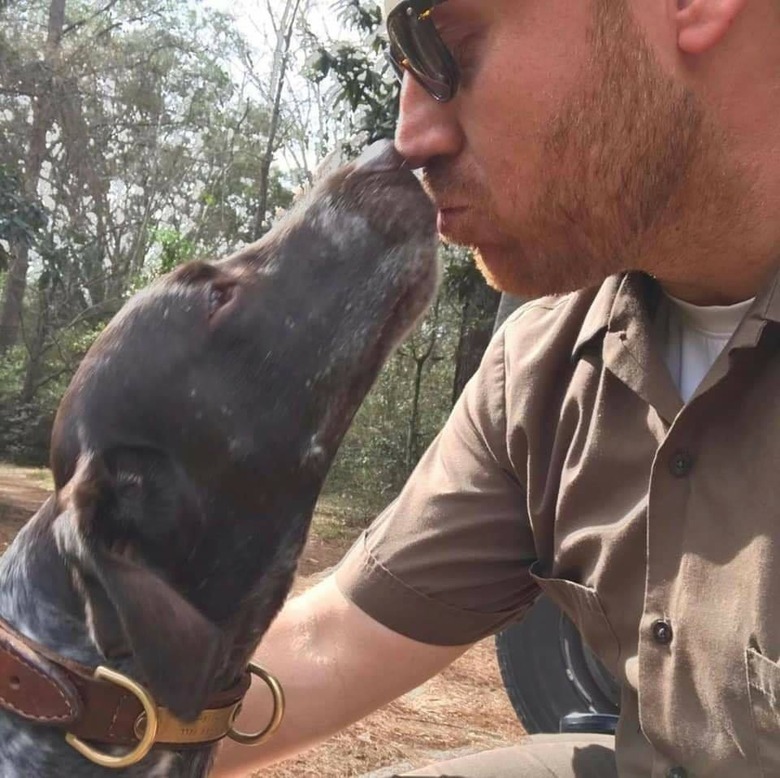 Dog kissing UPS driver.