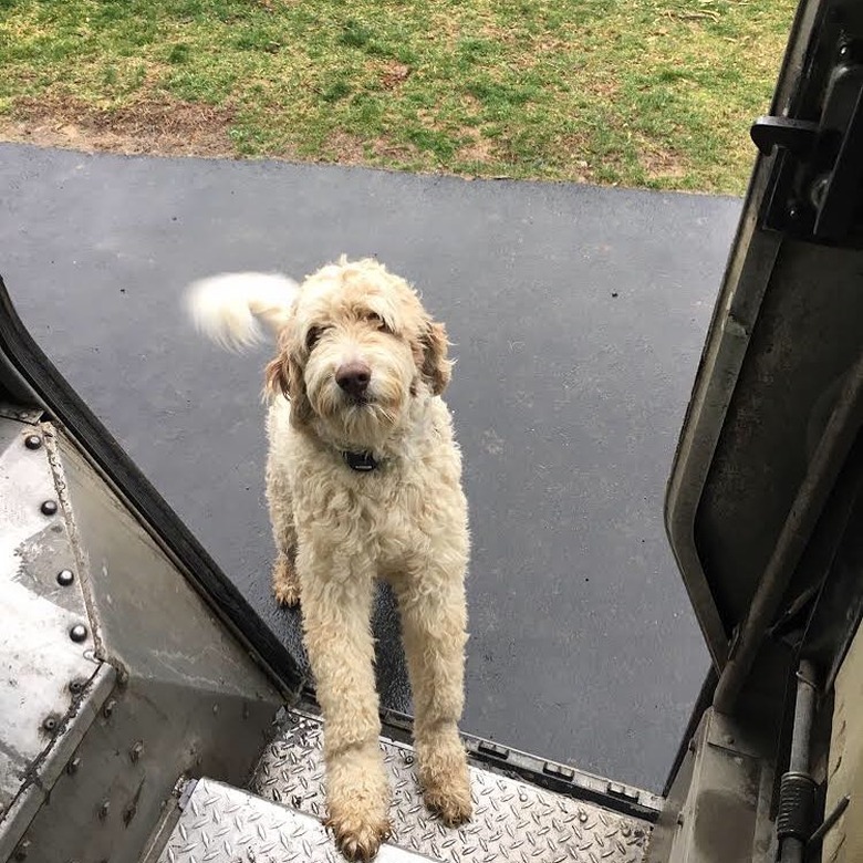 Dog waiting on the steps of UPS truck.