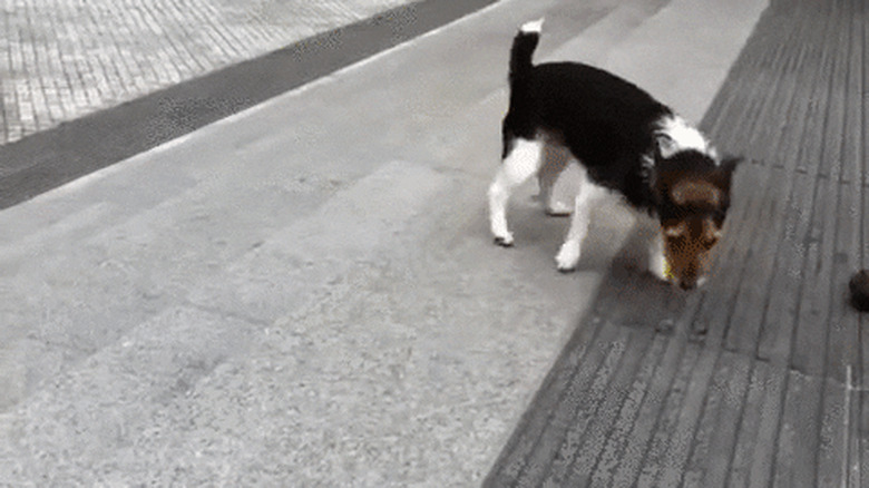 dog uses stairs to drop ball and go fetch it