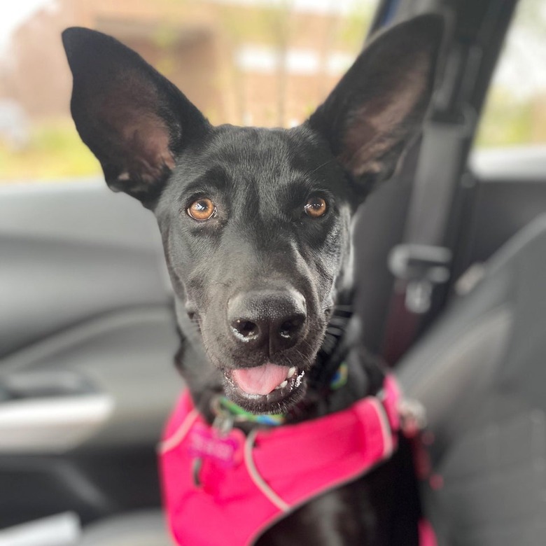 Dog with big ears.