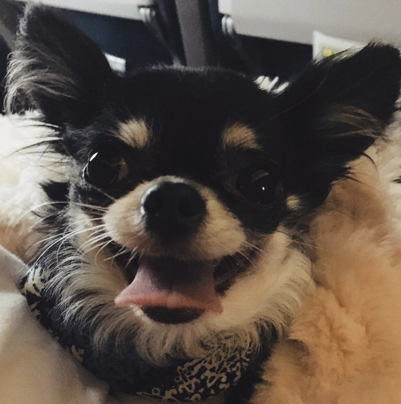 17 Dogs With Completely Adorkable Smiles