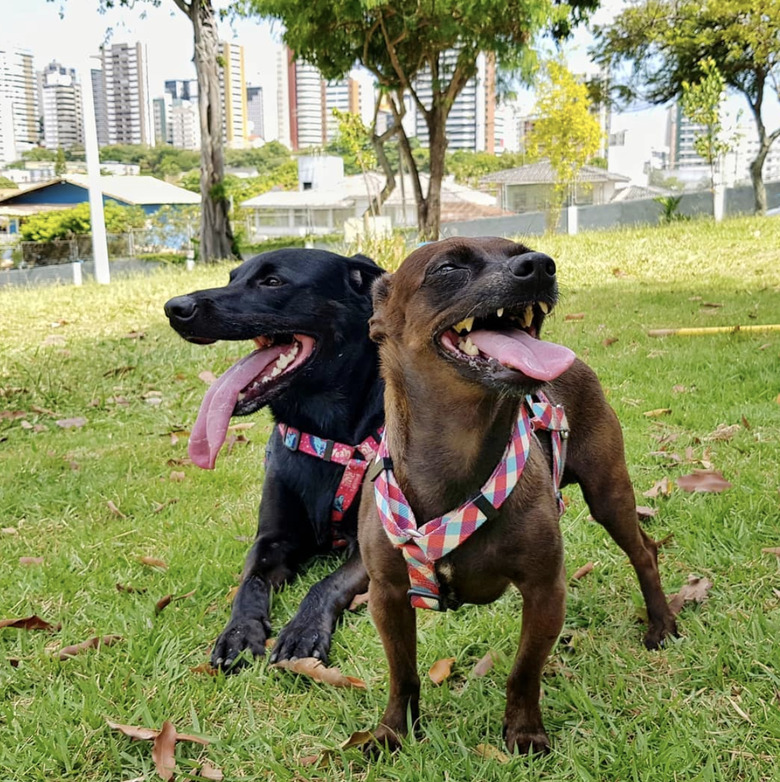 17 Dogs With Completely Adorkable Smiles