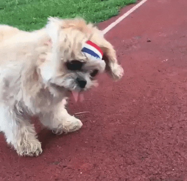 dog in headband trains for race