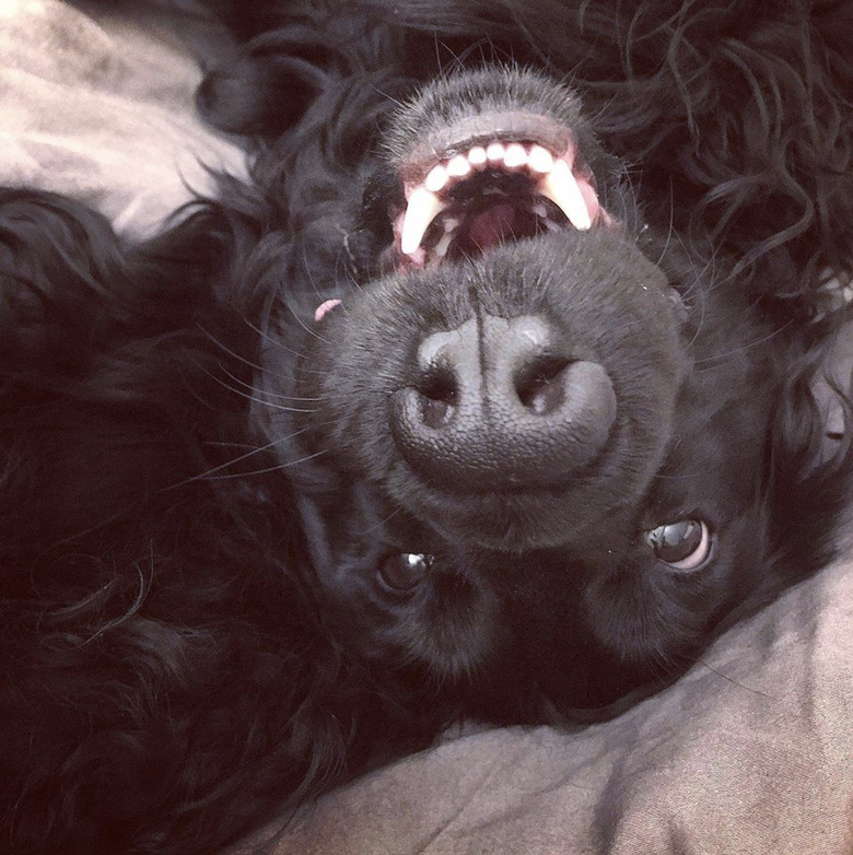 17 Dogs With Completely Adorkable Smiles