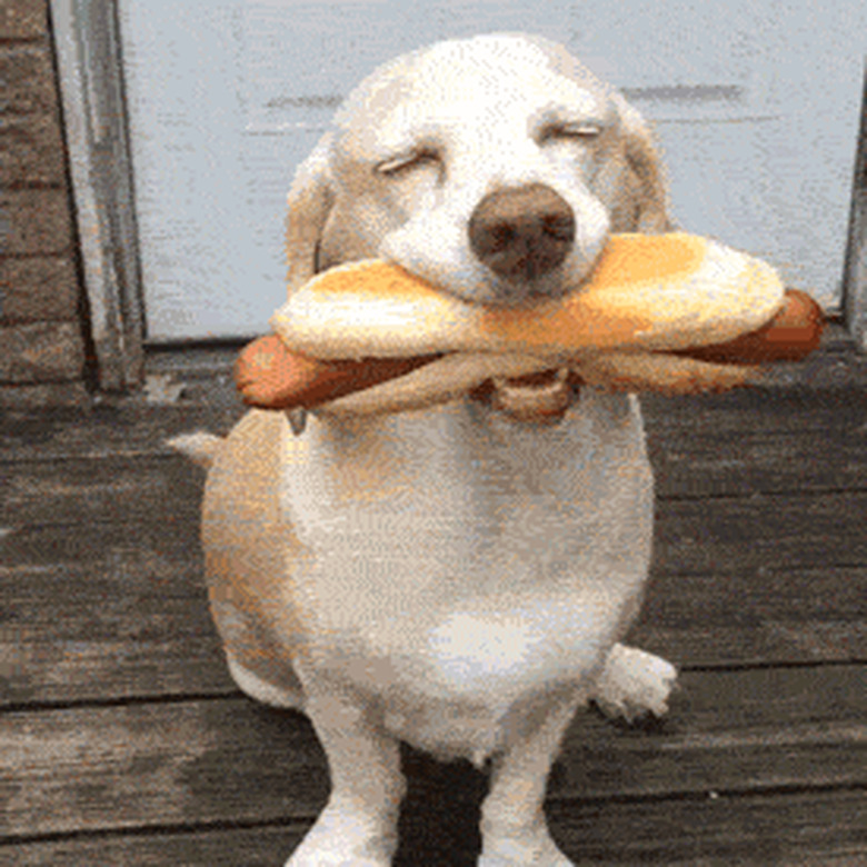 dog smiles with hot dog in mouth