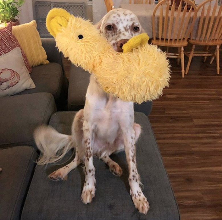 dog with yellow duck toy