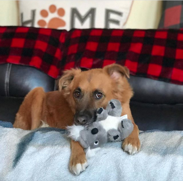 dog with koala toy