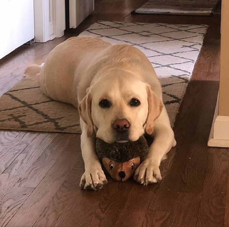 a dog lying on its stuffed porcupine toy