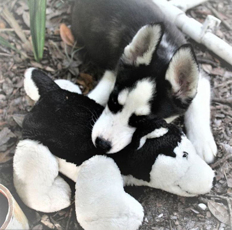 a black and white husky with a lookalike toy