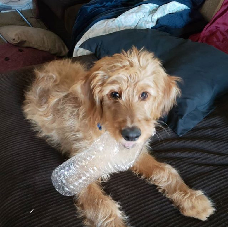 a dog with a plastic water bottle