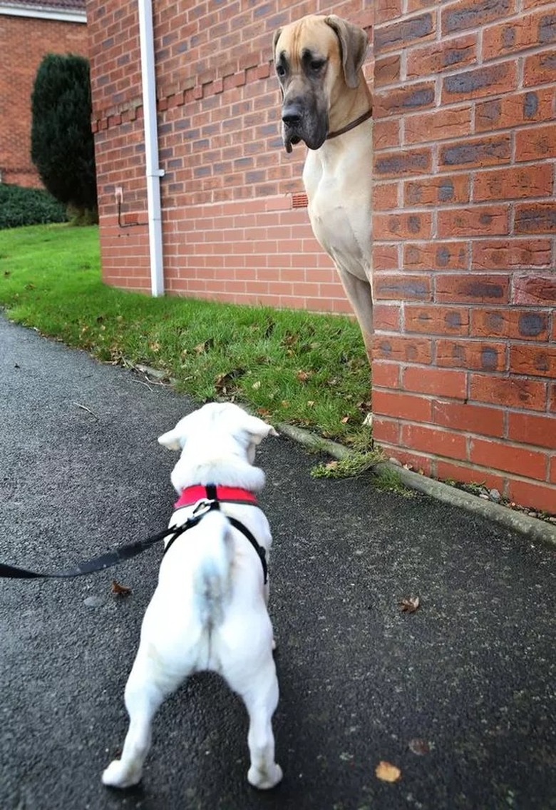 great dane scared of small dog