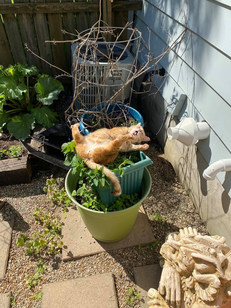 cat rolling on catnip plant