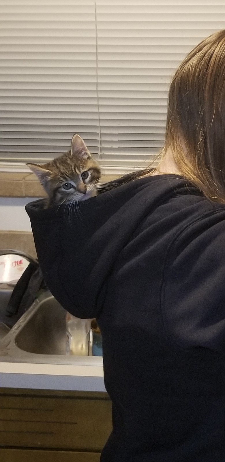 A kitten is in a sweatshirt hood.