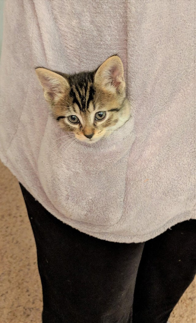 A kitten's head is poking out from a sweater pocket.