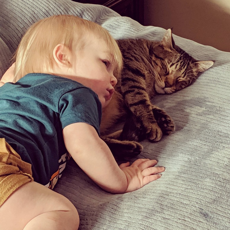 Toddler with head on sleeping cat.