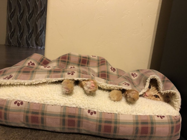 cat sleeps in bed with built-in-blanket