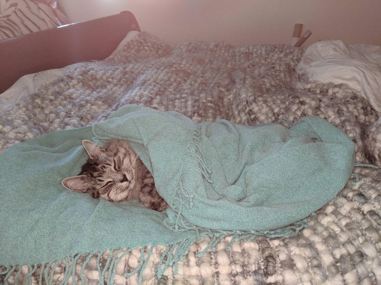 cat lying under blue blanket looking cozy