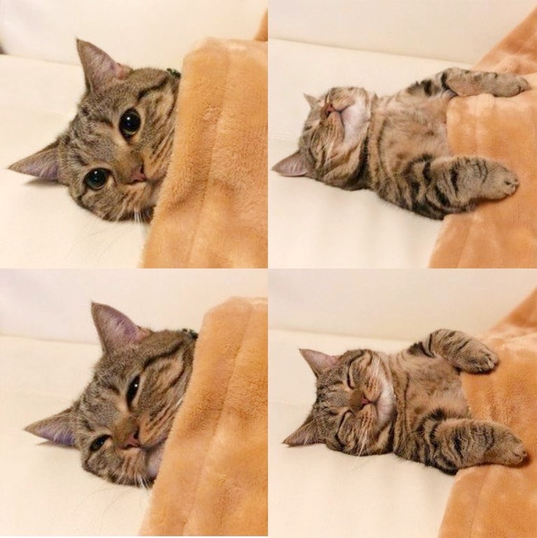 cat tucked in under blanket, pictured 4 different ways