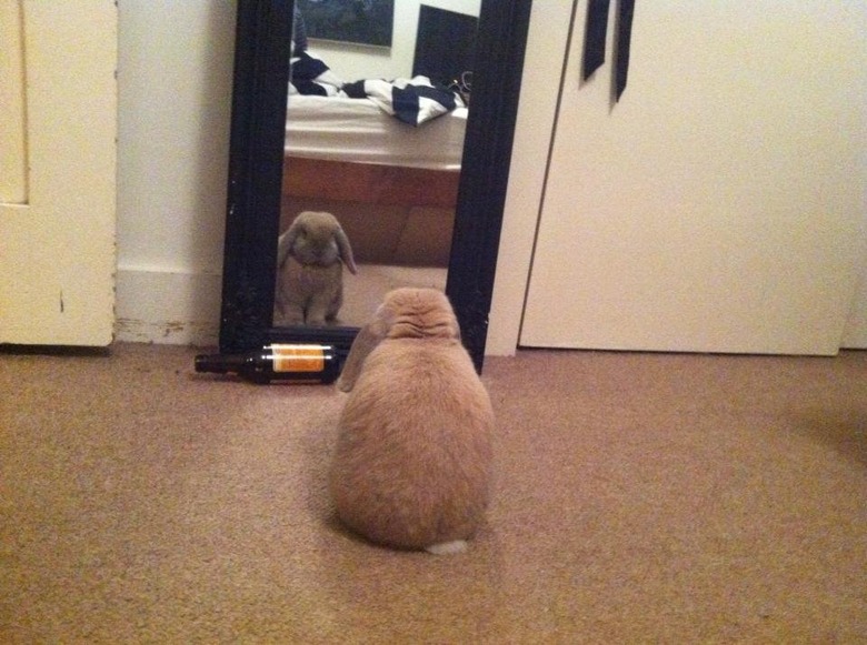 Bunny contemplating itself in a mirror