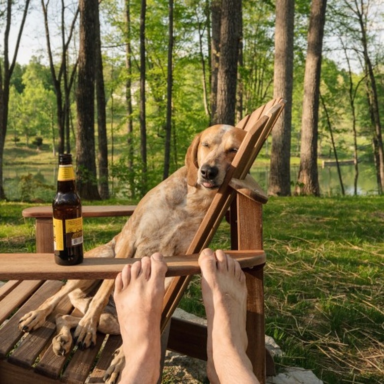 dog leaning into adirondack chair