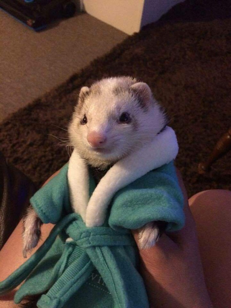 ferret wearing a bathrobe