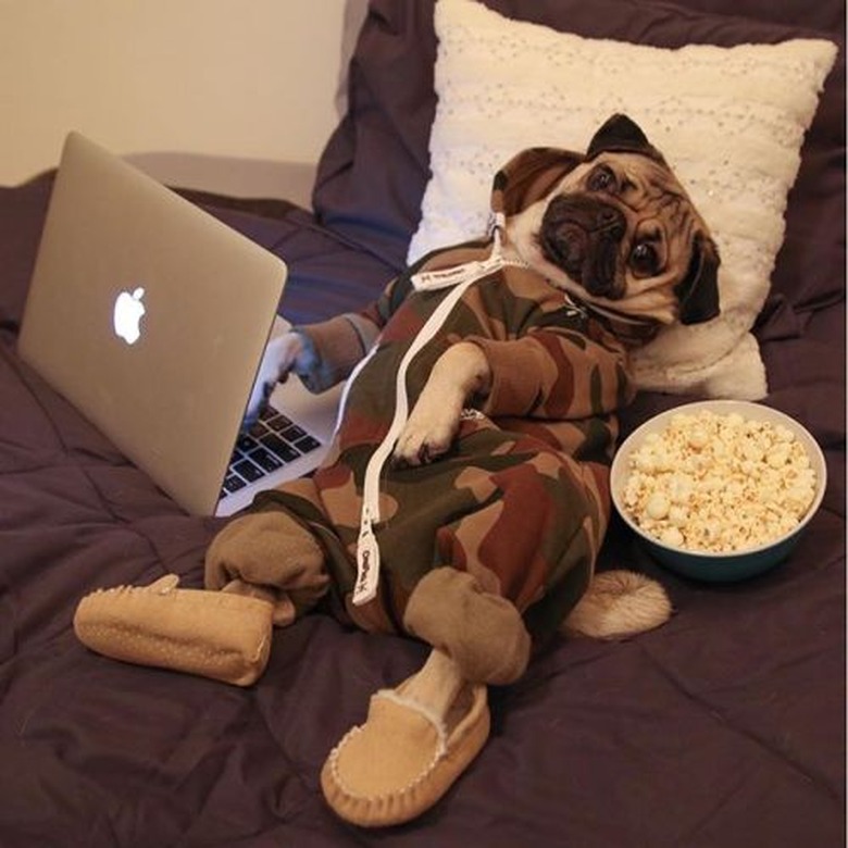 dog in a onesie and slippers with popcorn and a laptop