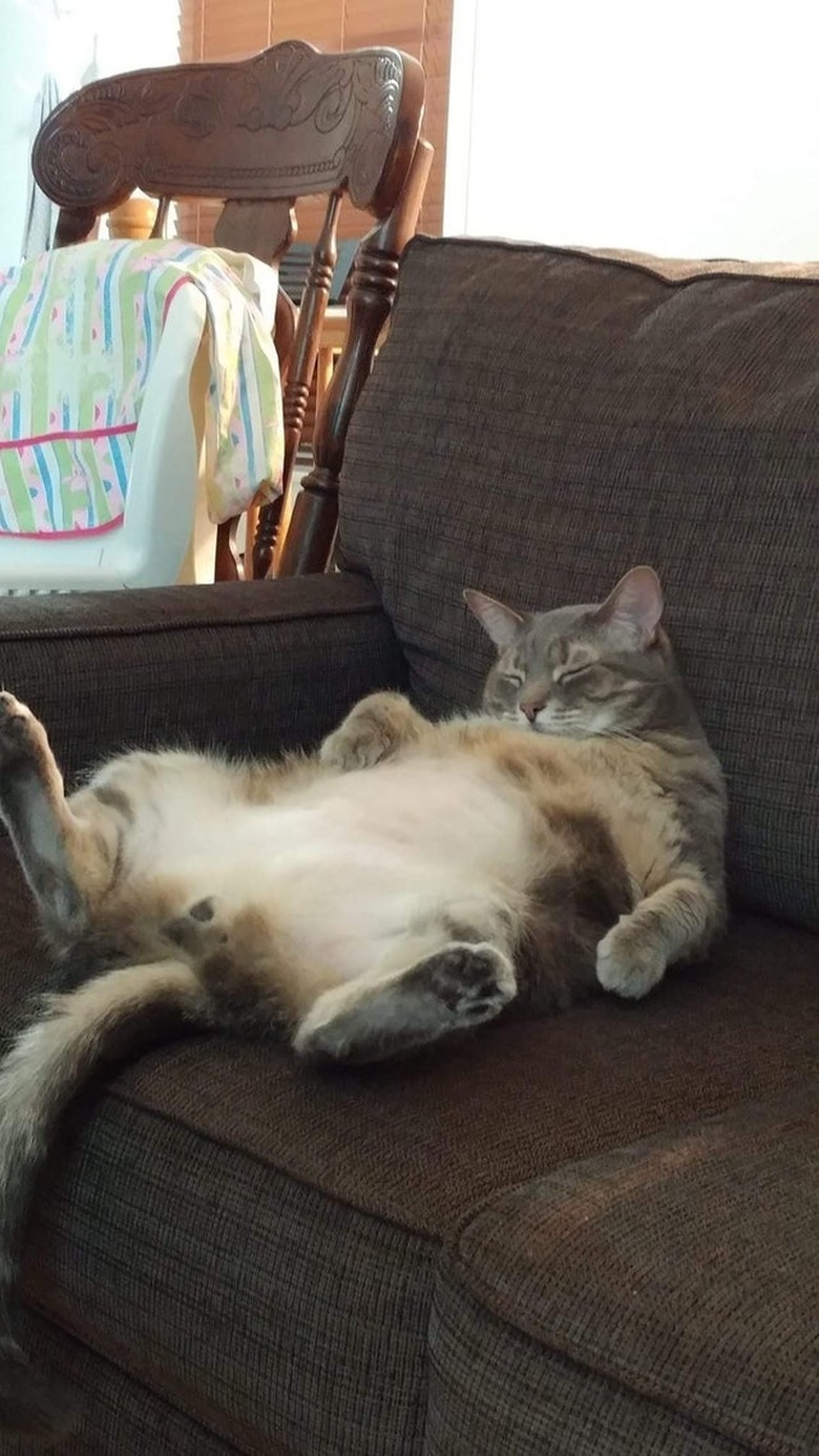 lazy cat on a couch