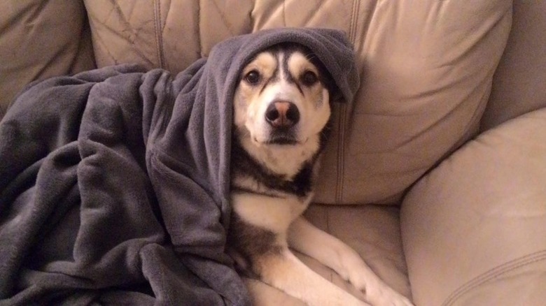 Dog under a blanket