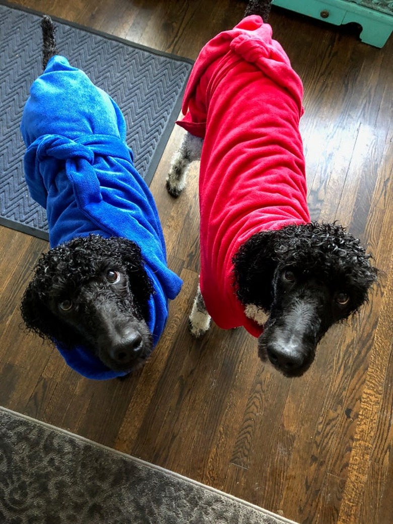 two black poodles in bathrobes