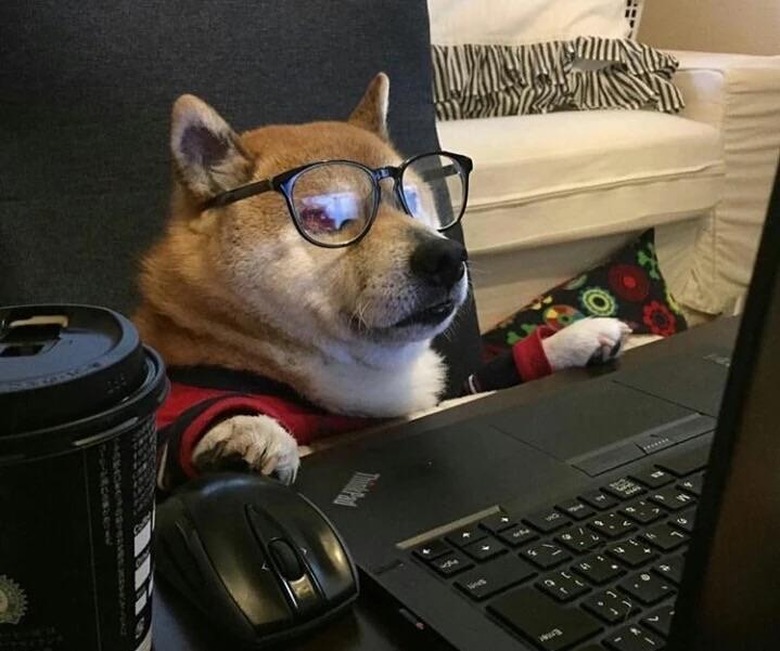 dog looking at laptop