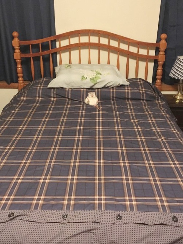 hamster chilling on a bed with legs up