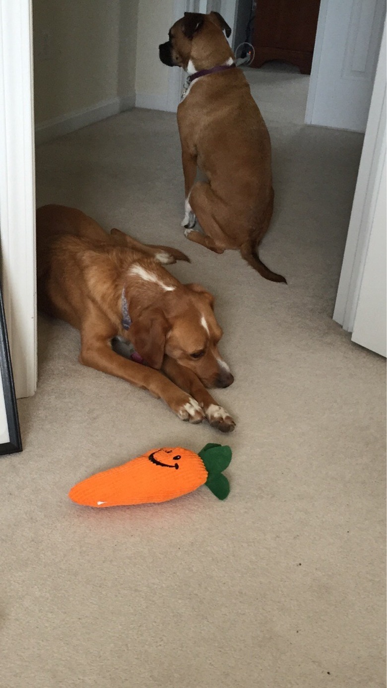 dog inches her way into man's office where she is not allowed