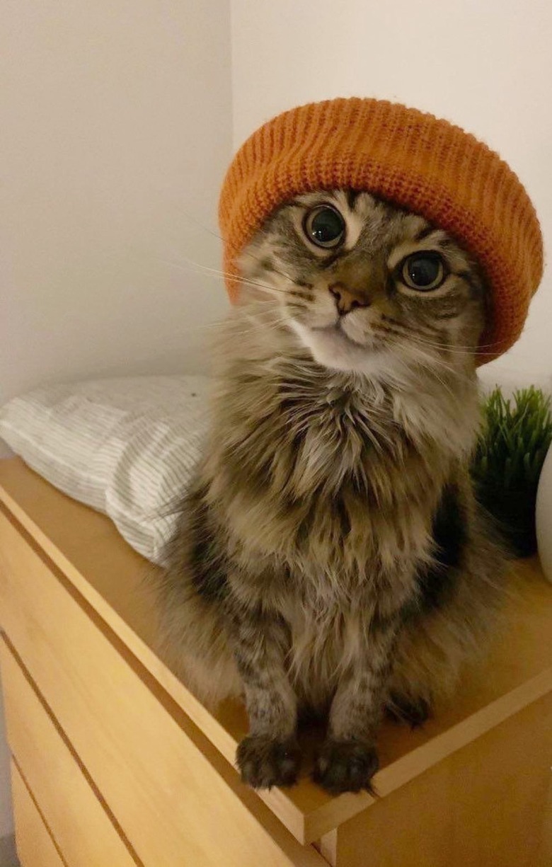 cat in beanie cap