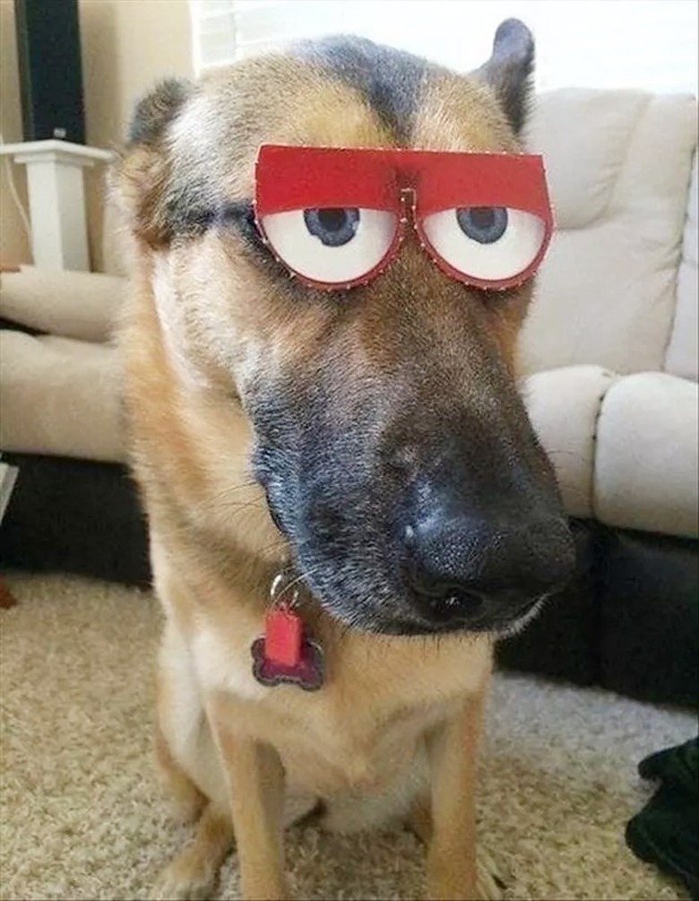 Dog with fake, funny eyes